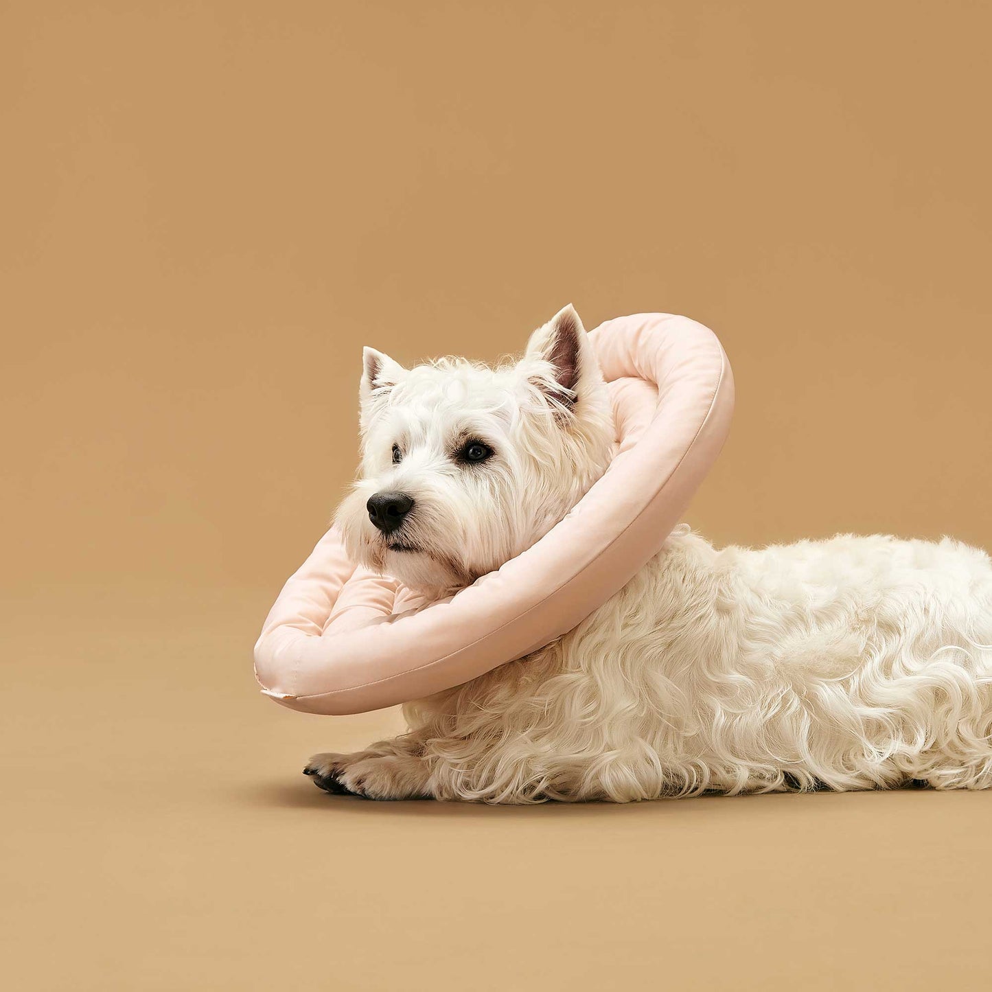 UFO Neck Collar | Wound Recovery Collar